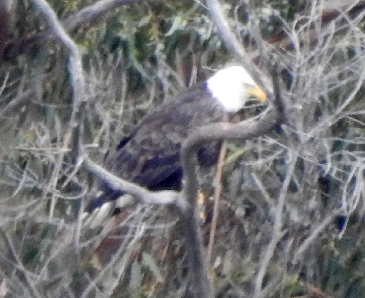 Bald Eagle - ML614355353