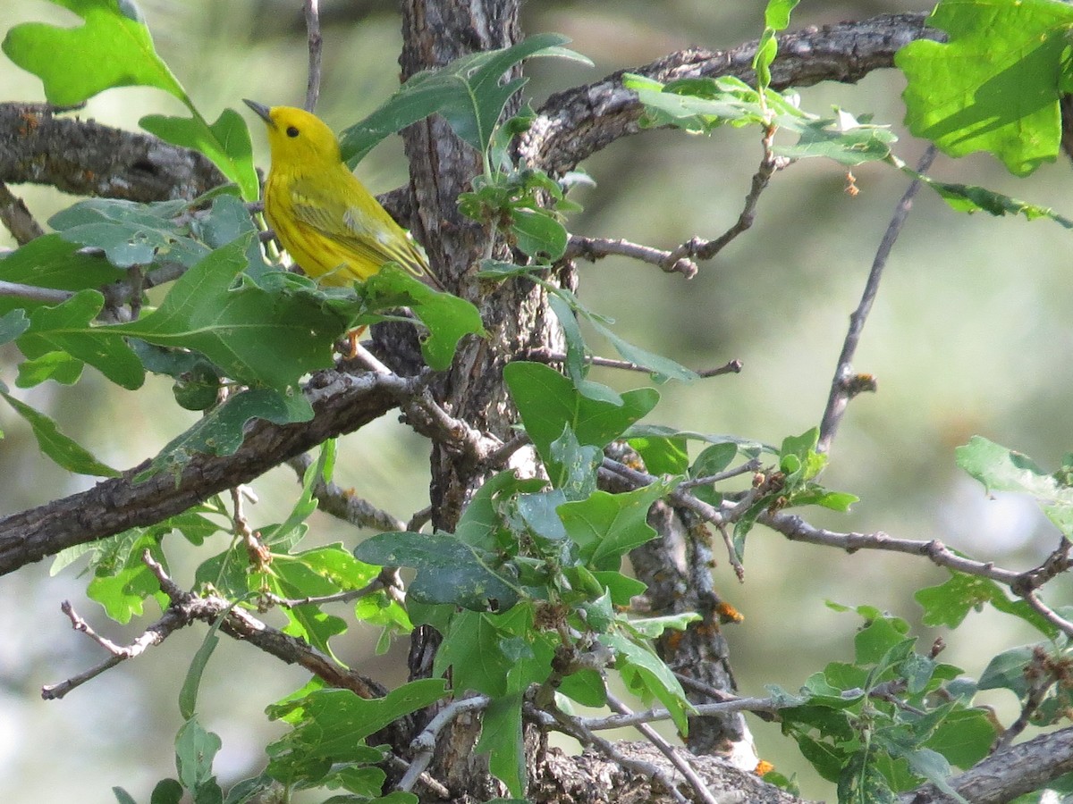 Yellow Warbler - Tracie Fitzgerald