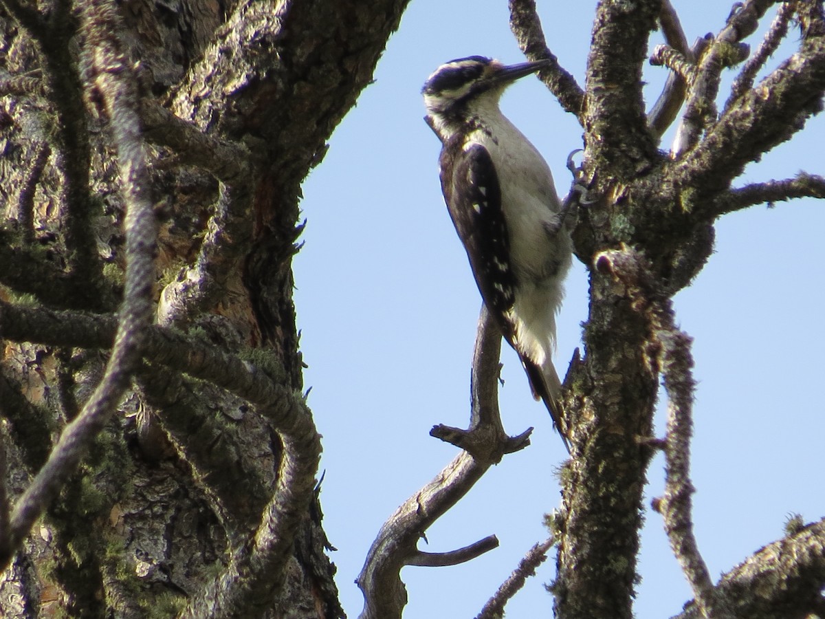 Hairy Woodpecker - Tracie Fitzgerald