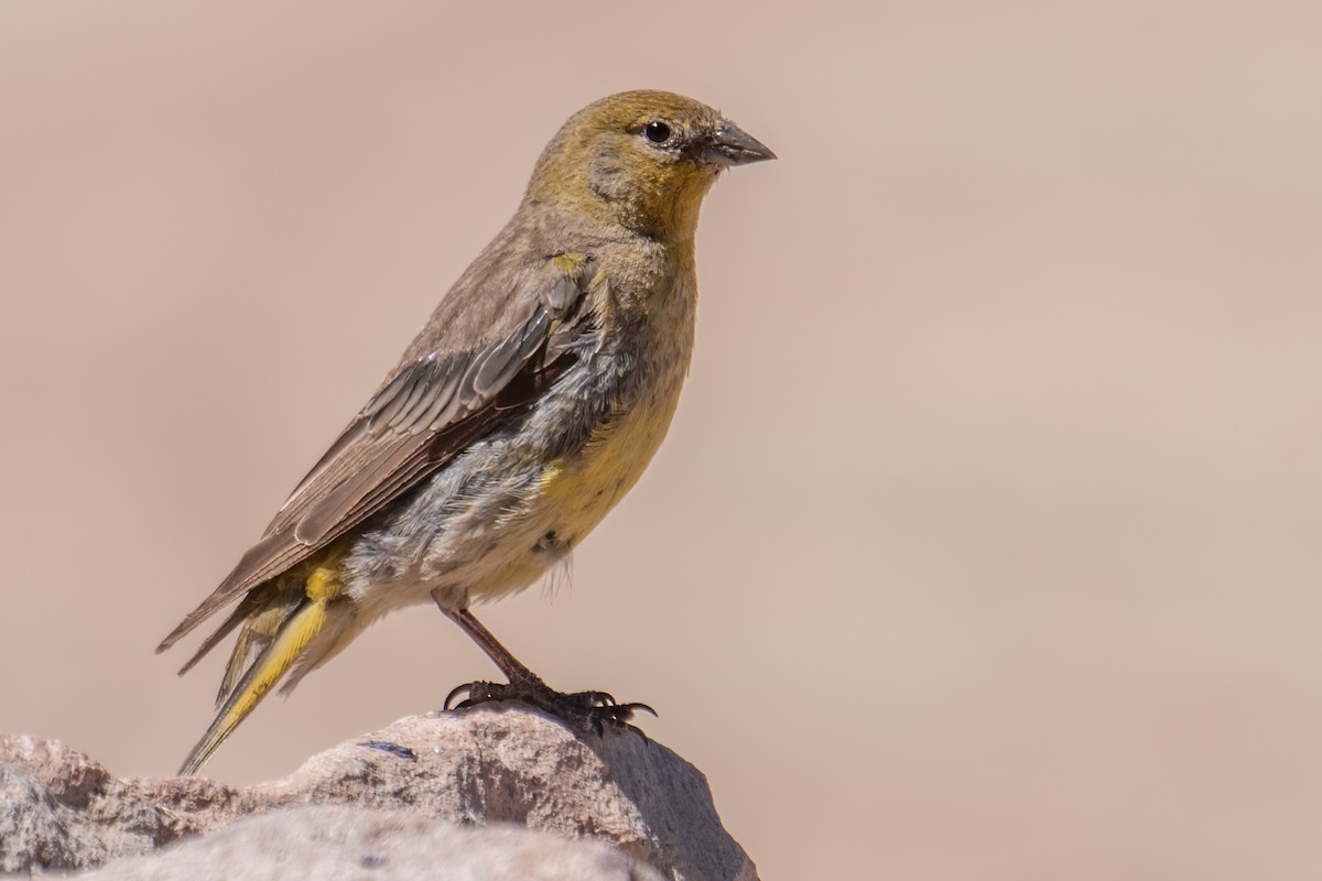 Greater Yellow-Finch - ML614355419