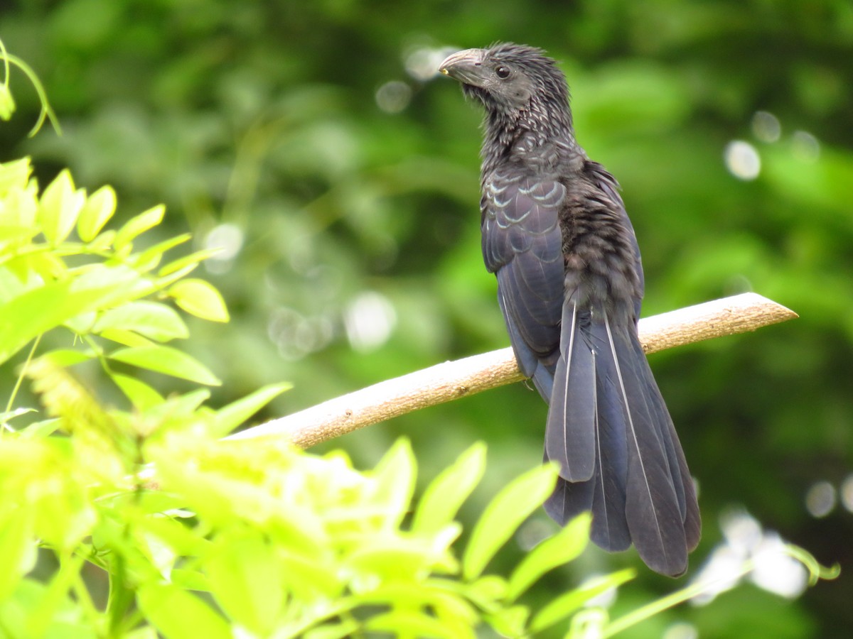 Groove-billed Ani - ML614355443