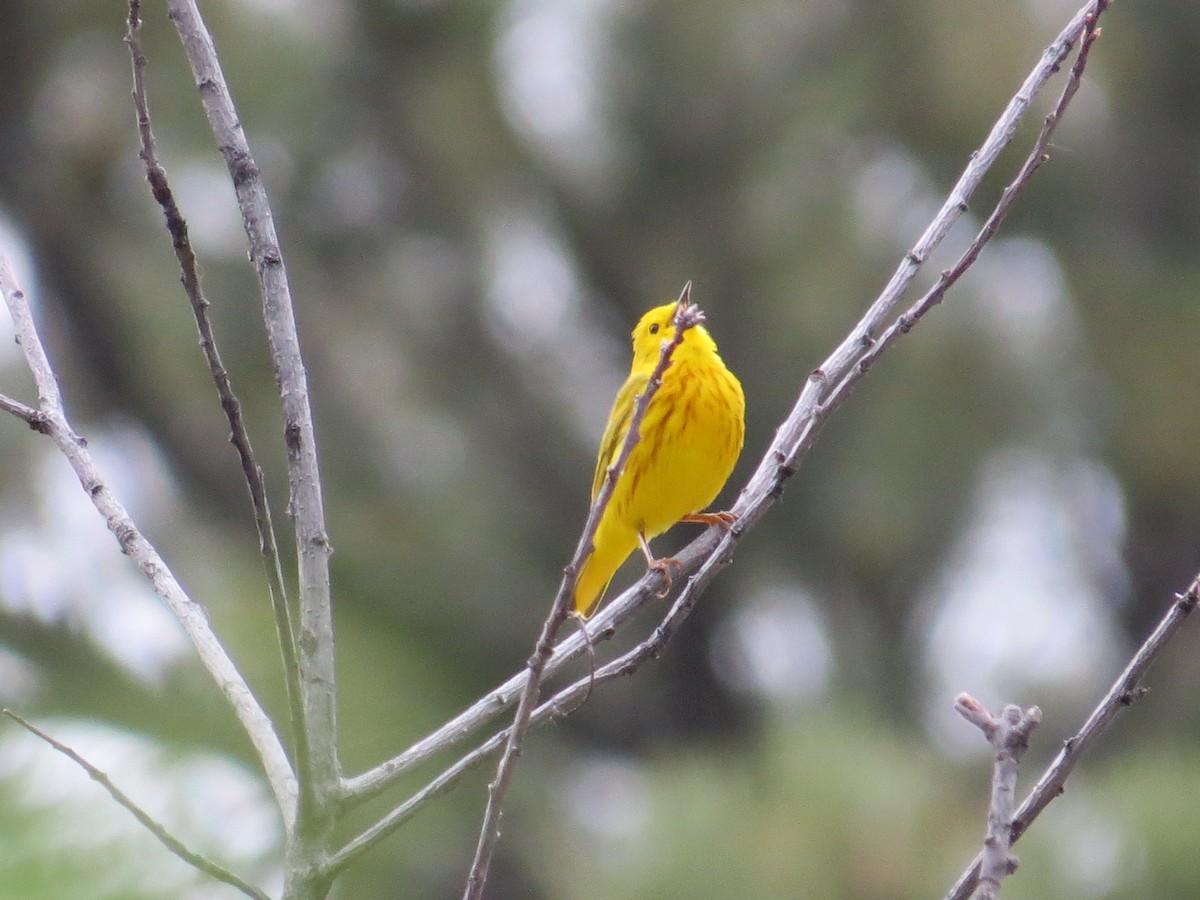 Yellow Warbler - Tracie Fitzgerald