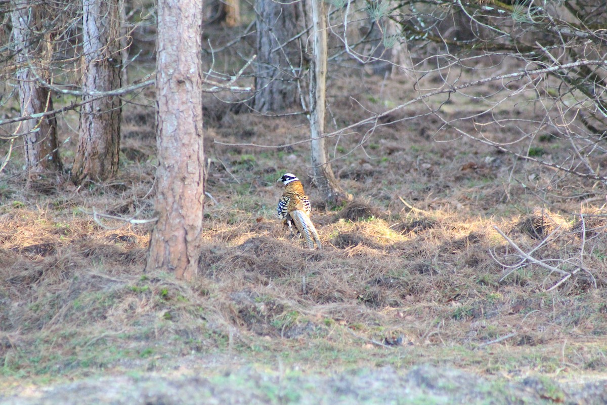 Reeves's Pheasant - ML614355512