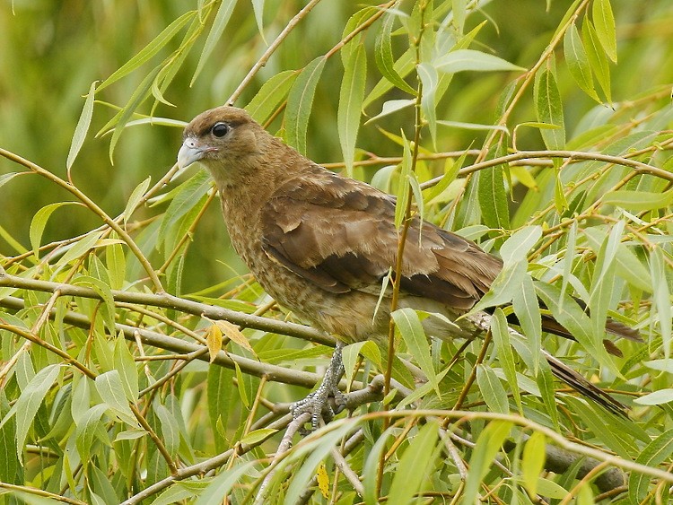 Chimango Caracara - ML614355530