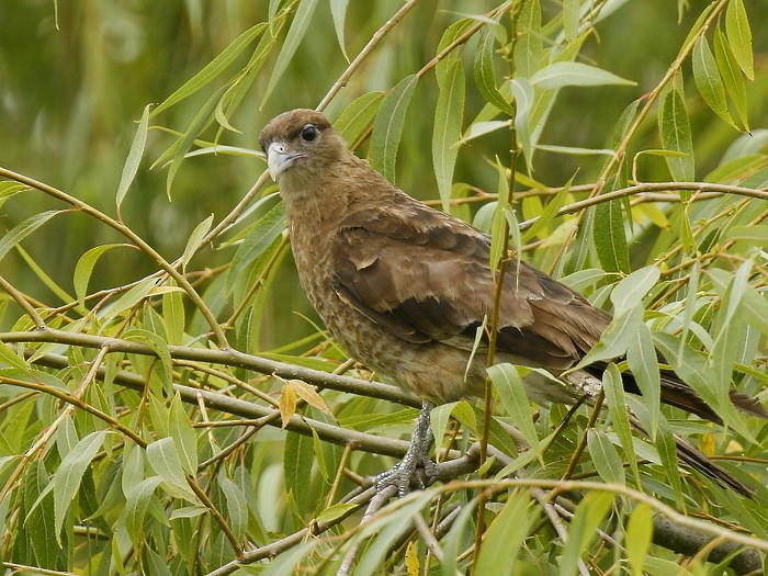 Chimango Caracara - ML614355531