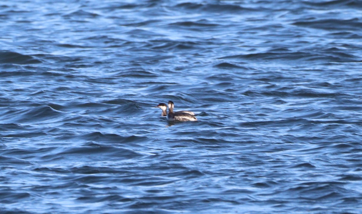 Horned Grebe - ML614355558