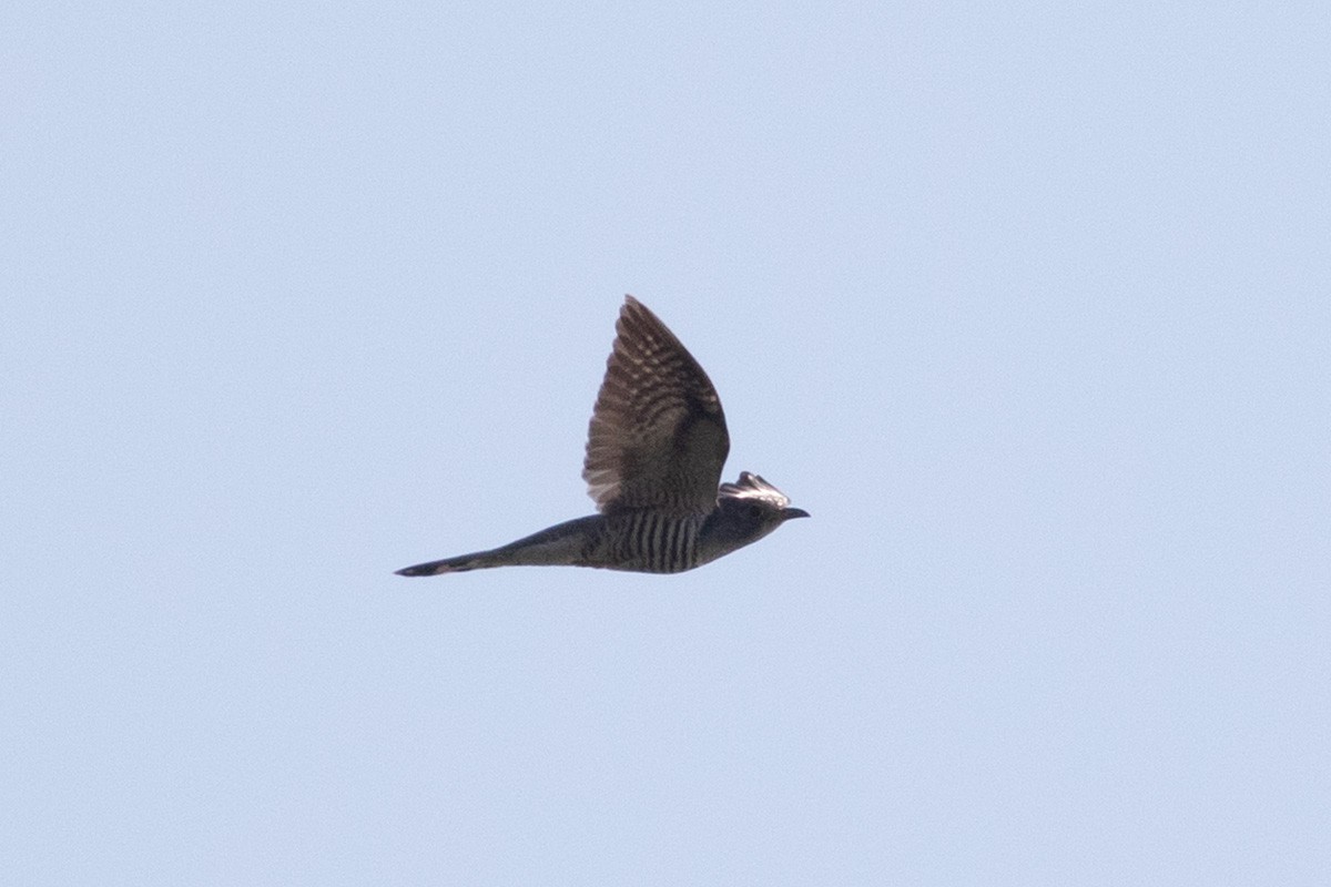 Indian Cuckoo - ML614355606