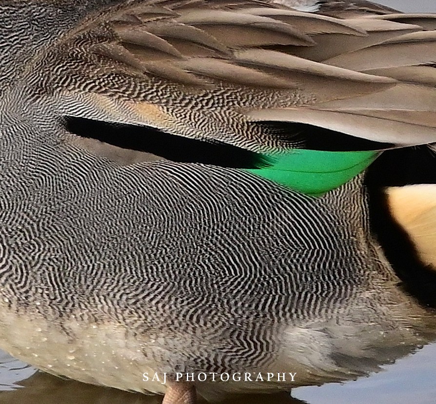 Green-winged Teal - ML614355705