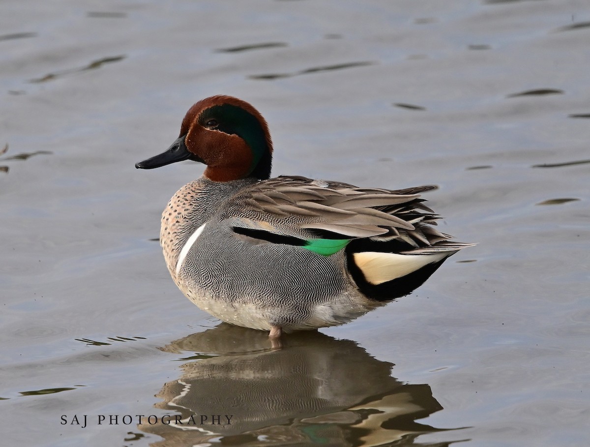 Green-winged Teal - ML614355706