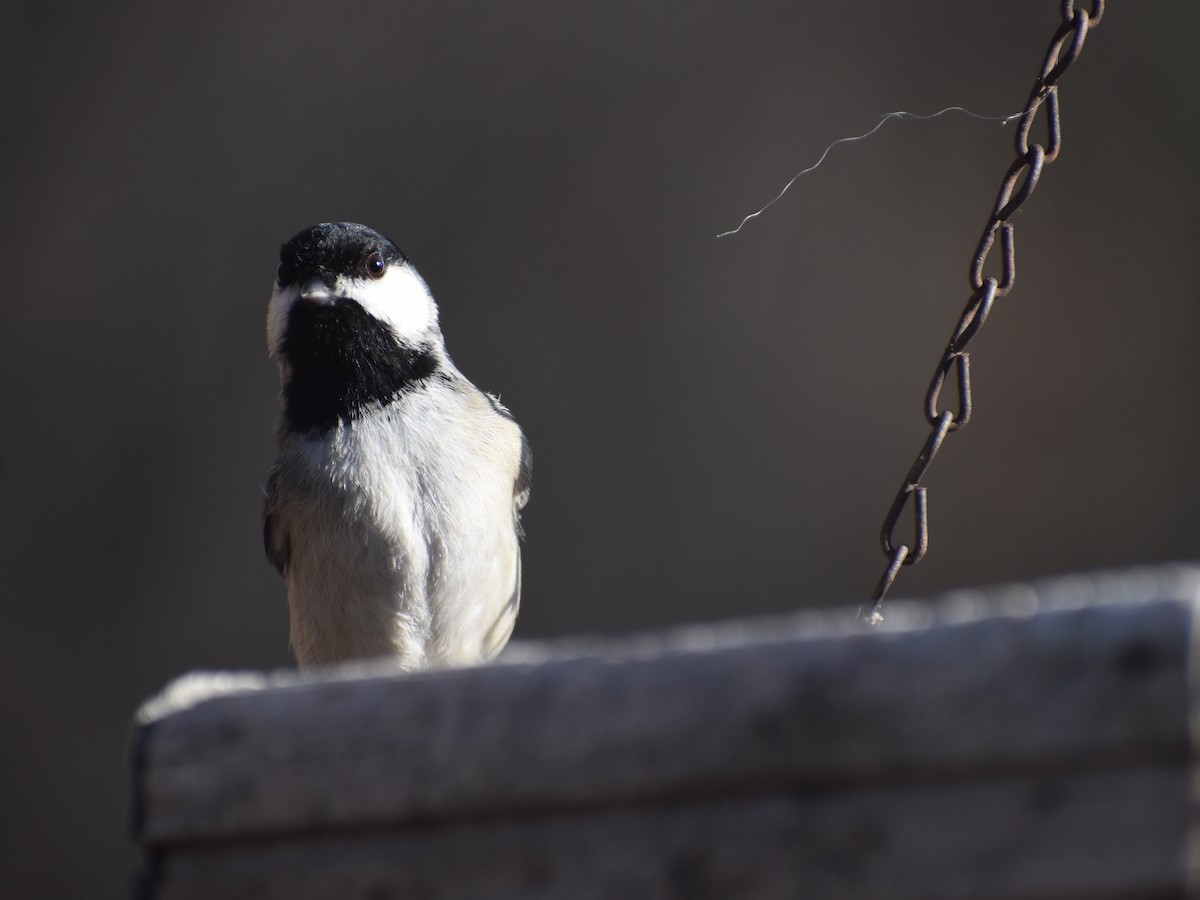 Carolina Chickadee - ML614355718