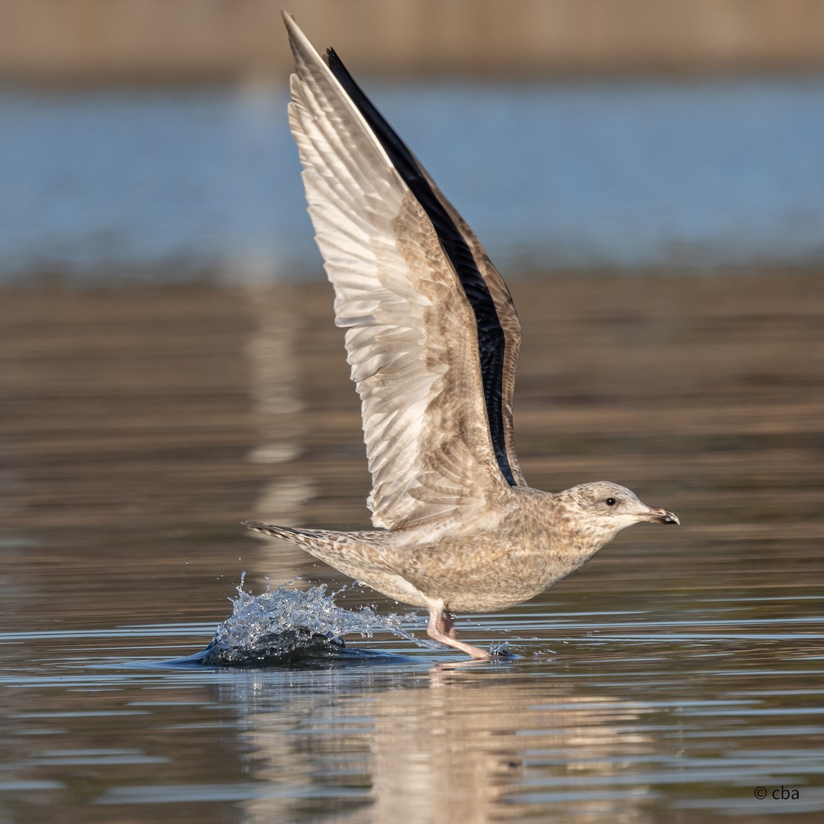 Herring Gull - Chris Agee