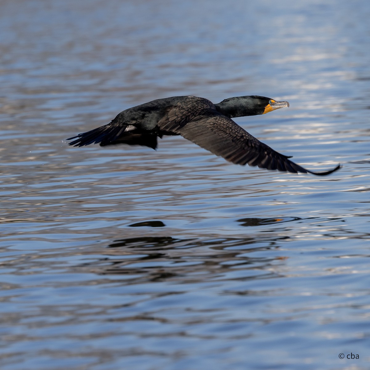 Double-crested Cormorant - Chris Agee