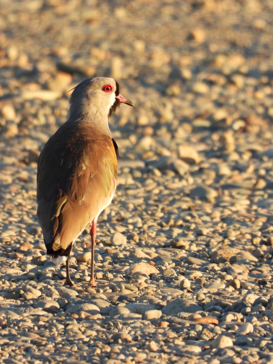 Southern Lapwing - ML614355793