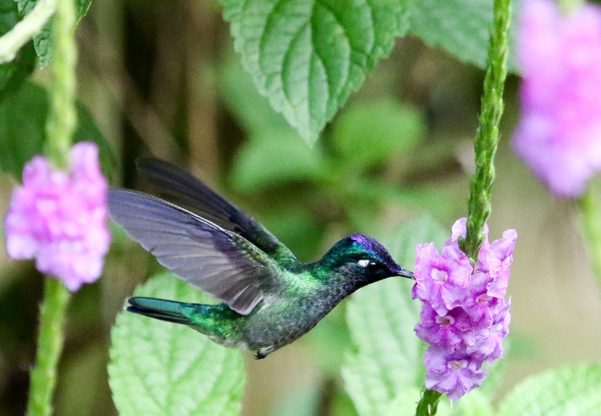 Mor Başlı Kolibri - ML614356012