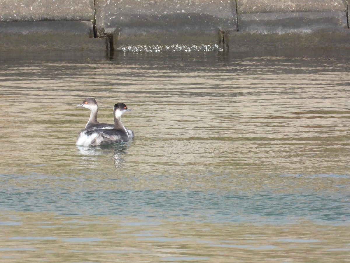 Eared Grebe - ML614356170