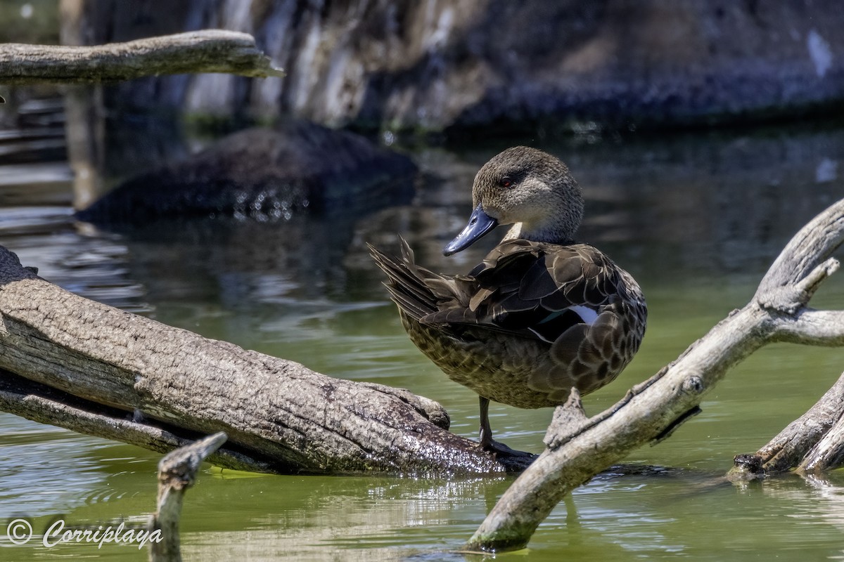 Gray Teal - Fernando del Valle