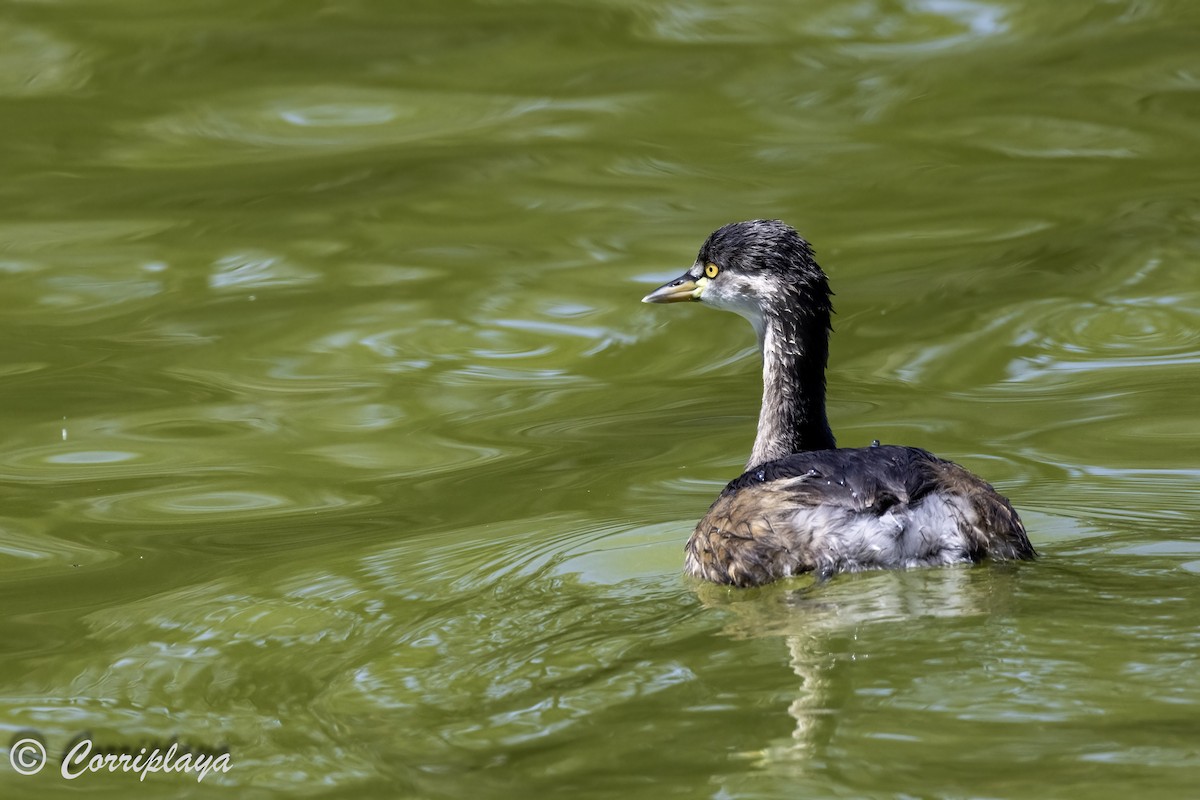 Australasian Grebe - ML614356301