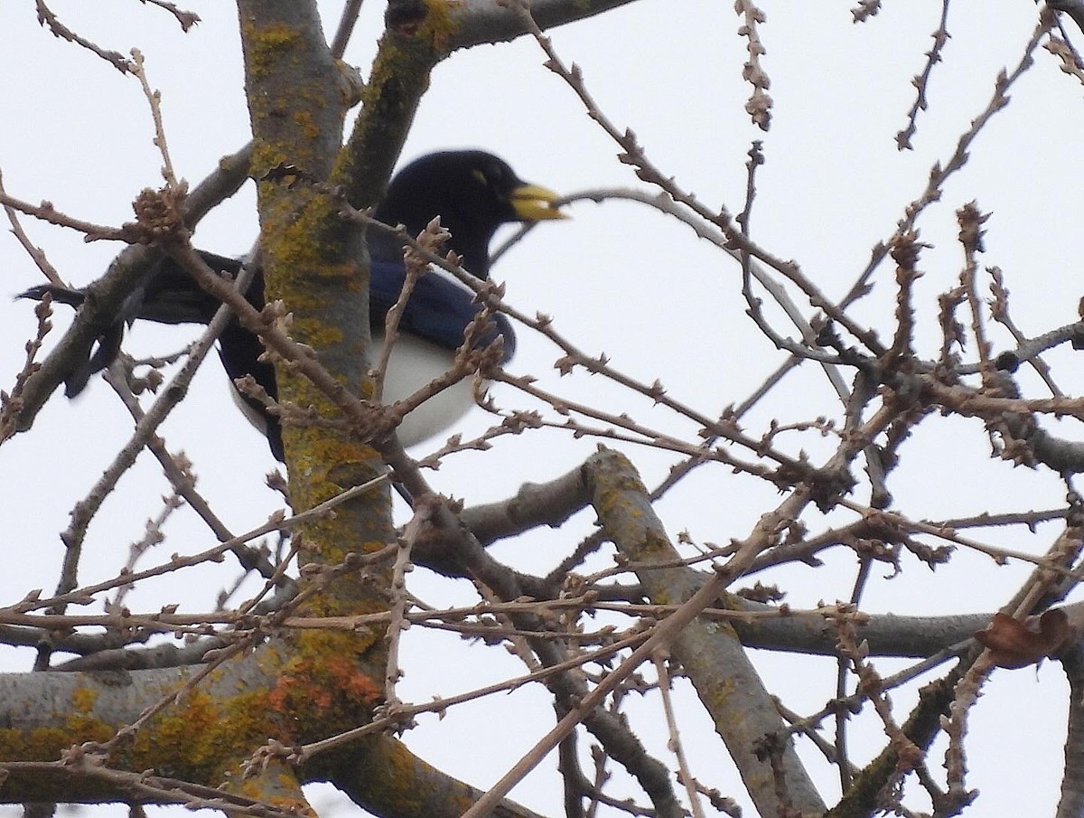 Yellow-billed Magpie - ML614356325