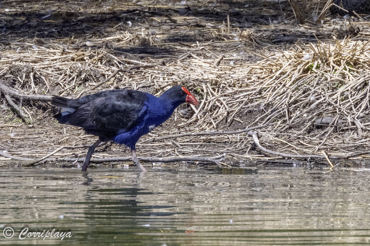 Australasian Swamphen - Fernando del Valle