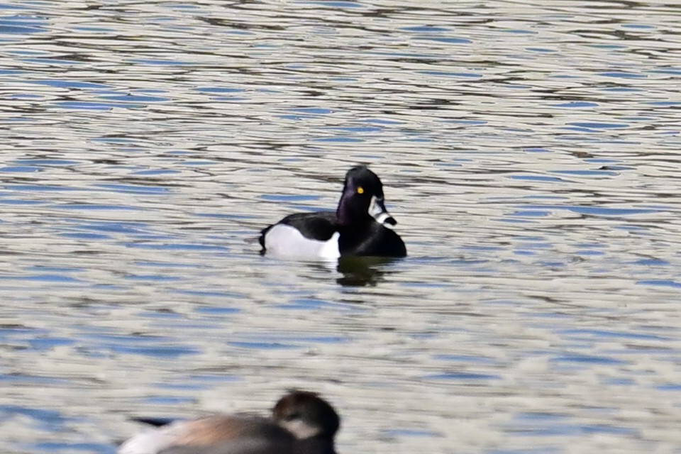 Ring-necked Duck - ML614356337