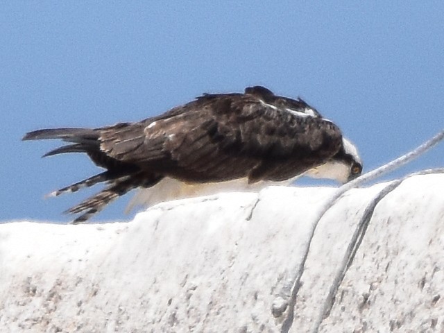 Загасч явлаг - ML614356364