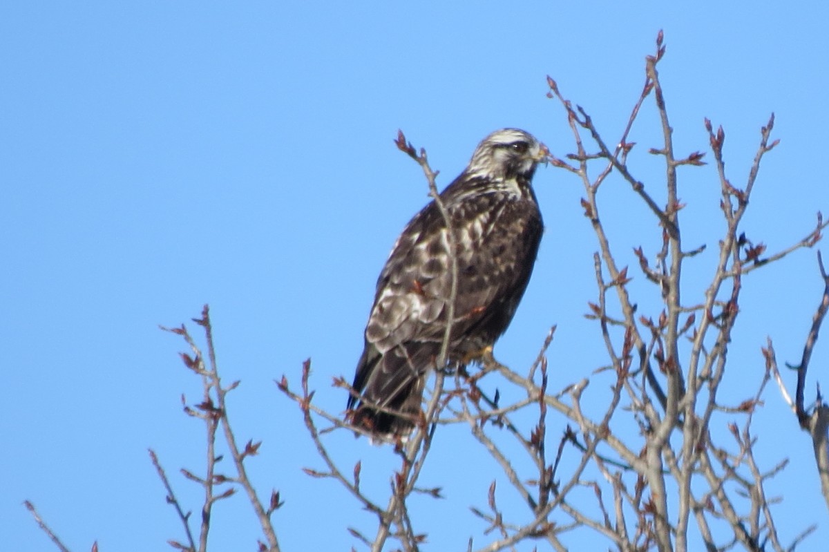 Rough-legged Hawk - ML614356415