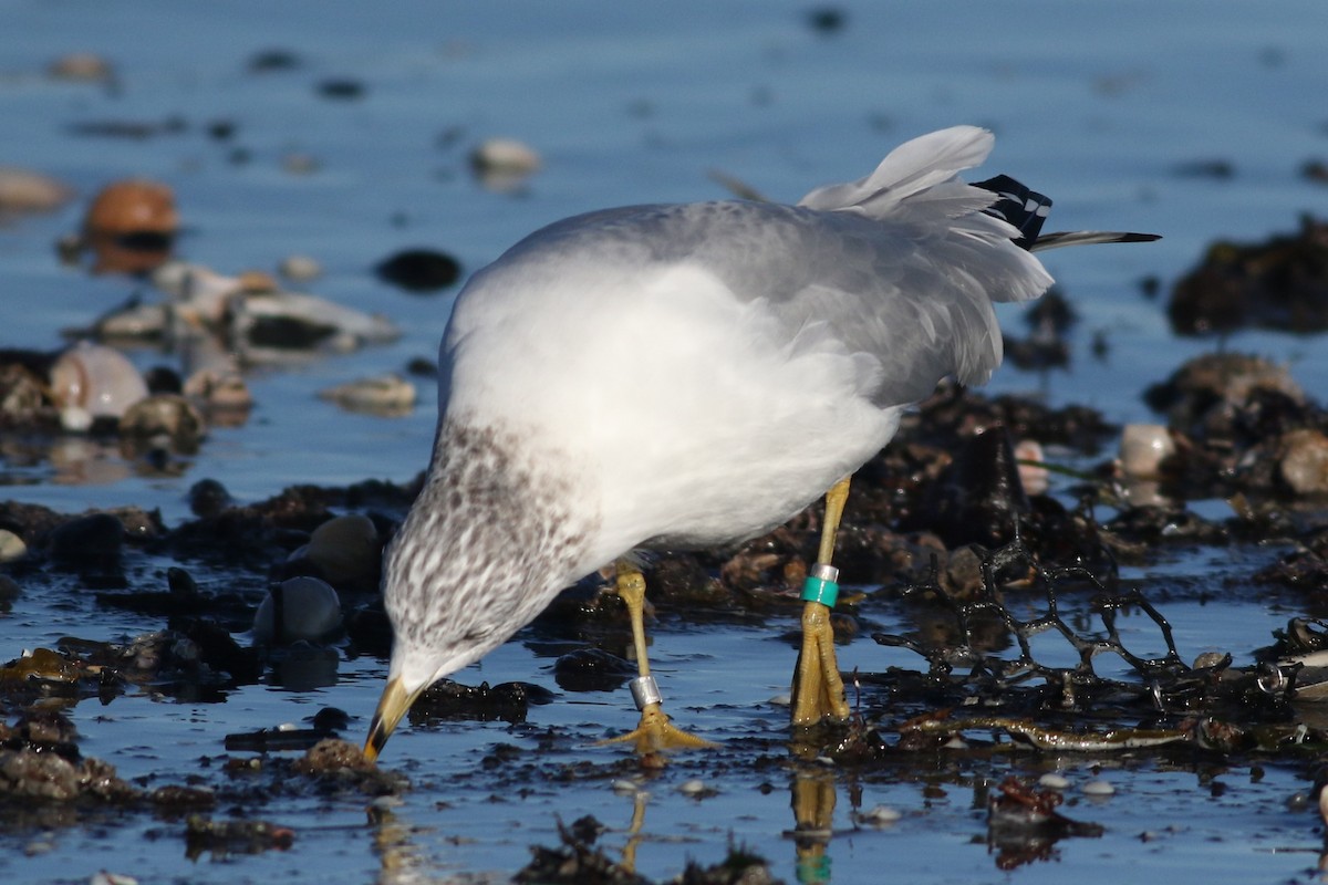 Ring-billed Gull - ML614356436