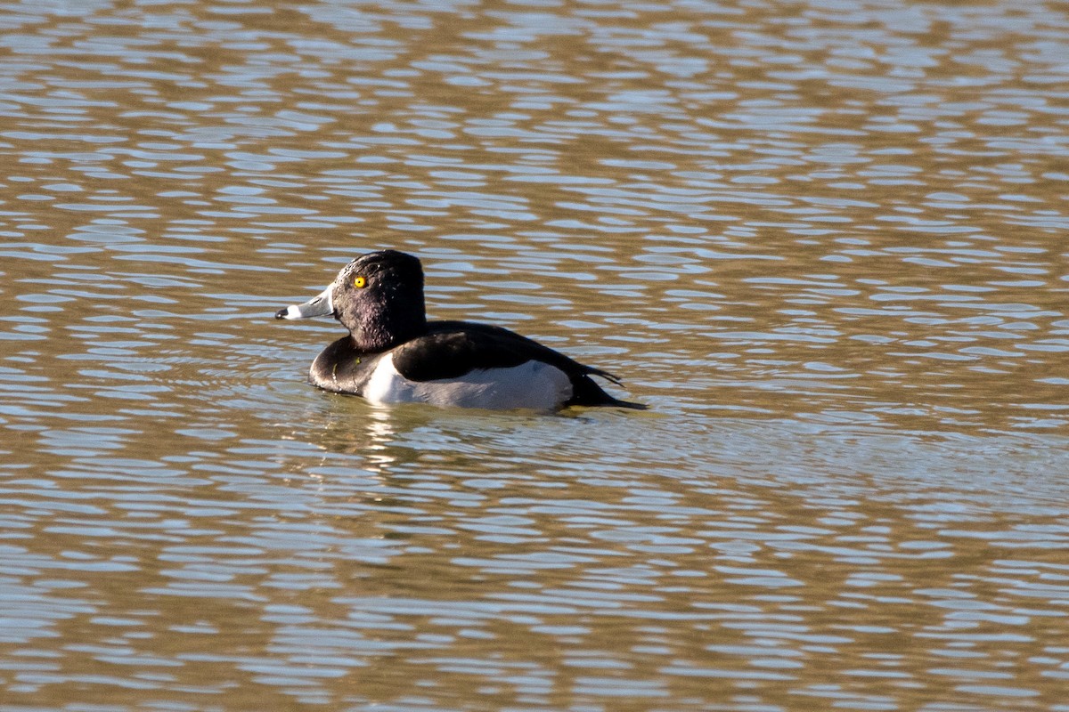 Ring-necked Duck - ML614356519