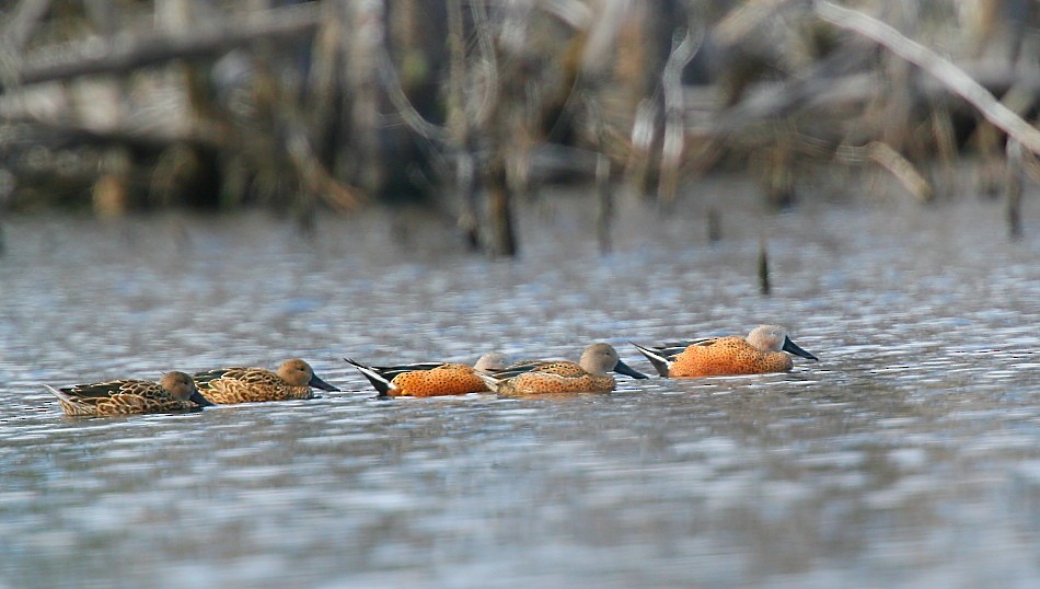 Red Shoveler - ML614356521