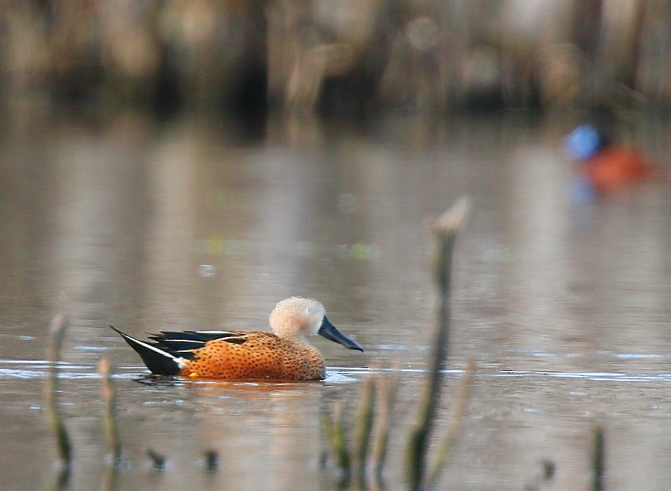 Red Shoveler - ML614356522