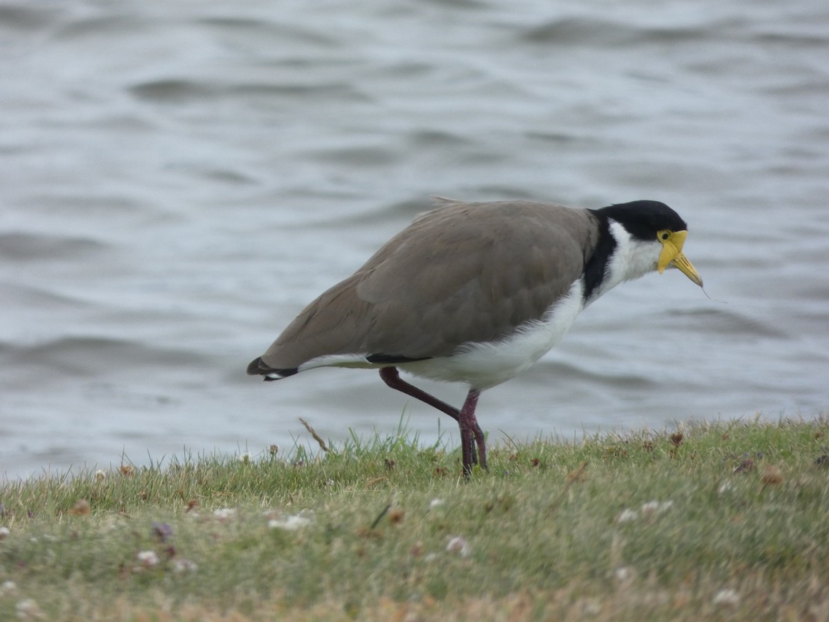 Masked Lapwing - ML614356538