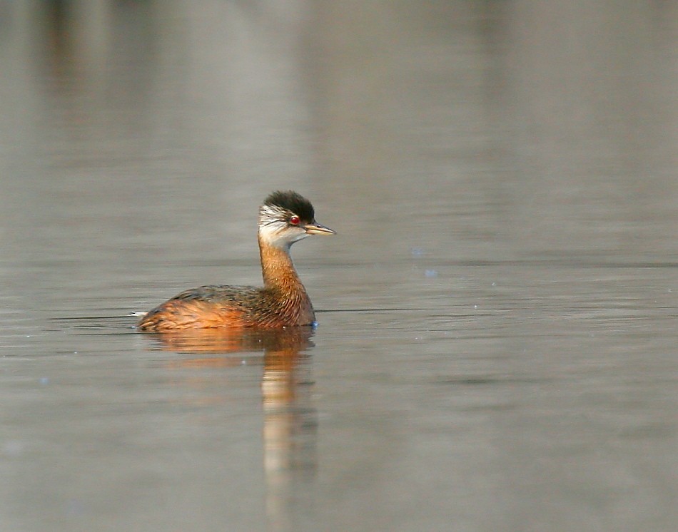 White-tufted Grebe - ML614356540