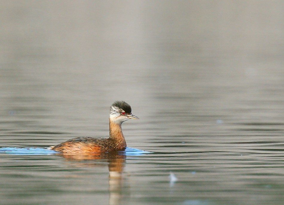 White-tufted Grebe - ML614356541