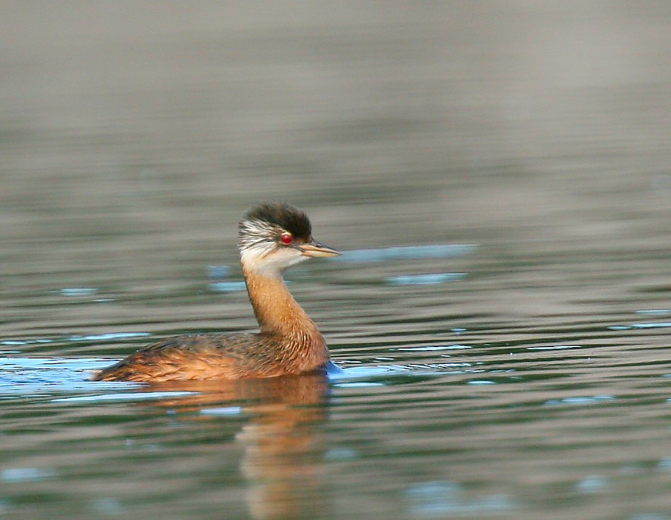 White-tufted Grebe - ML614356542