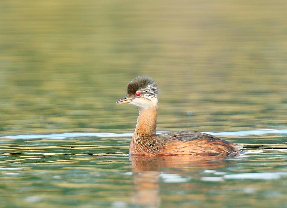 White-tufted Grebe - ML614356543