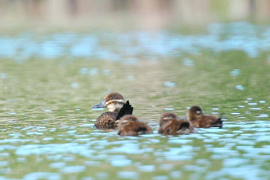 Lake Duck - ML614356553