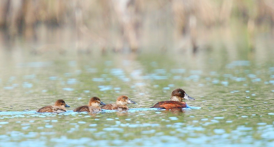 Lake Duck - Pio Marshall