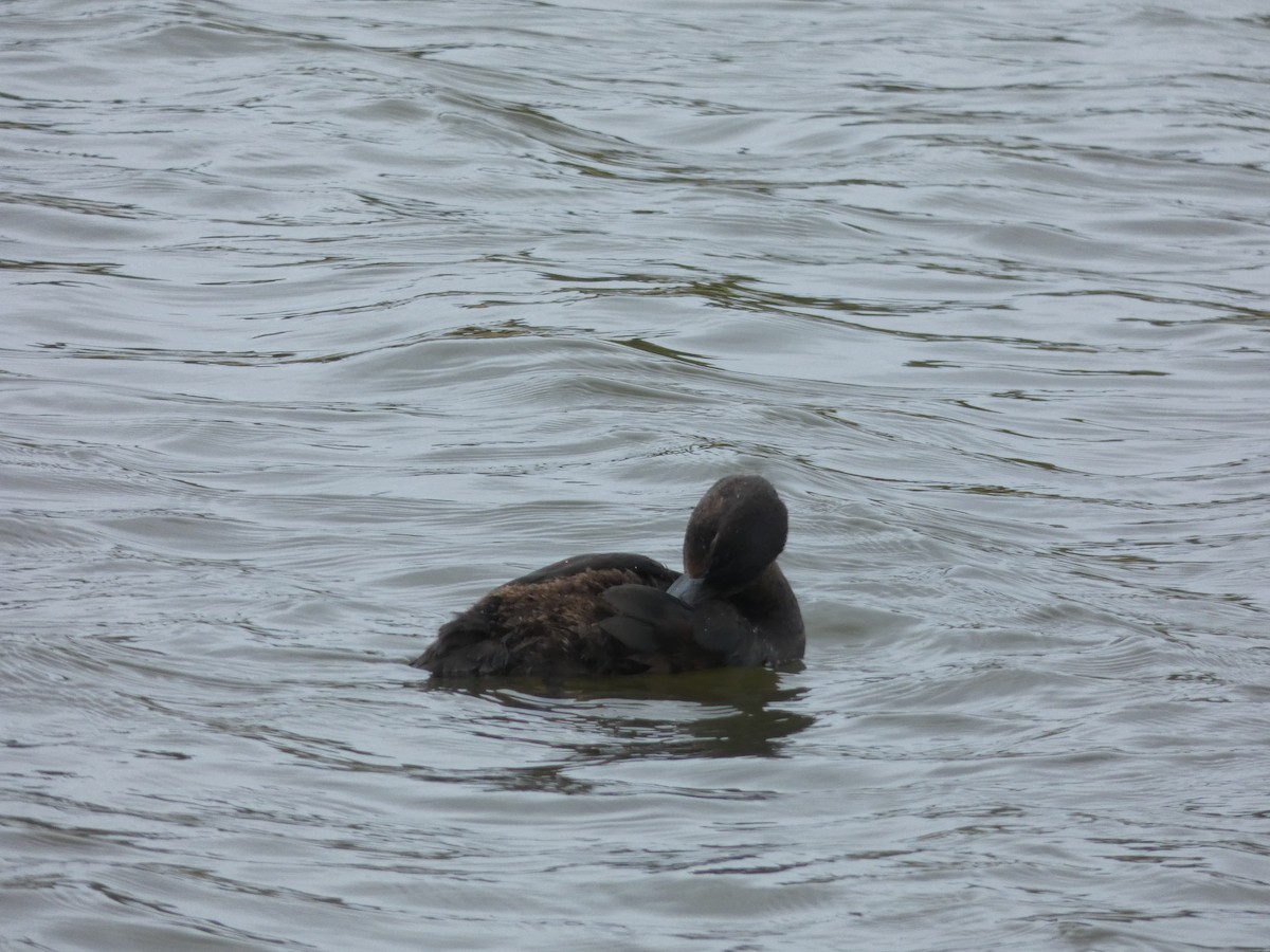 New Zealand Scaup - ML614356556