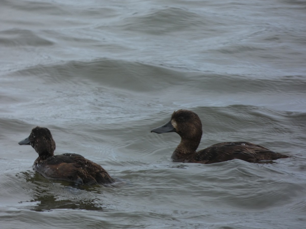 New Zealand Scaup - ML614356557