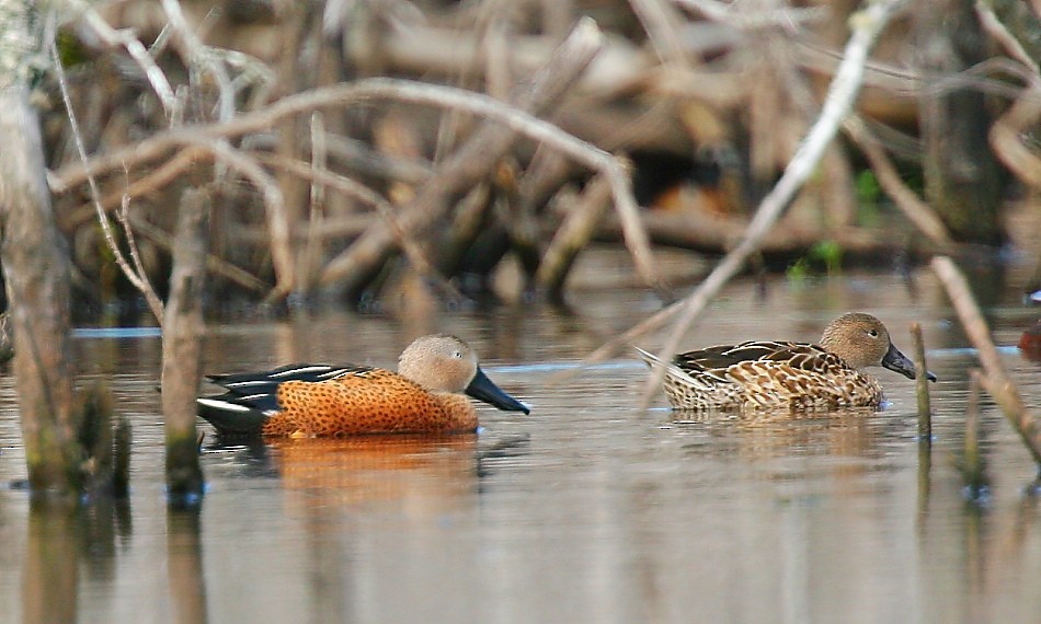 Red Shoveler - ML614356564