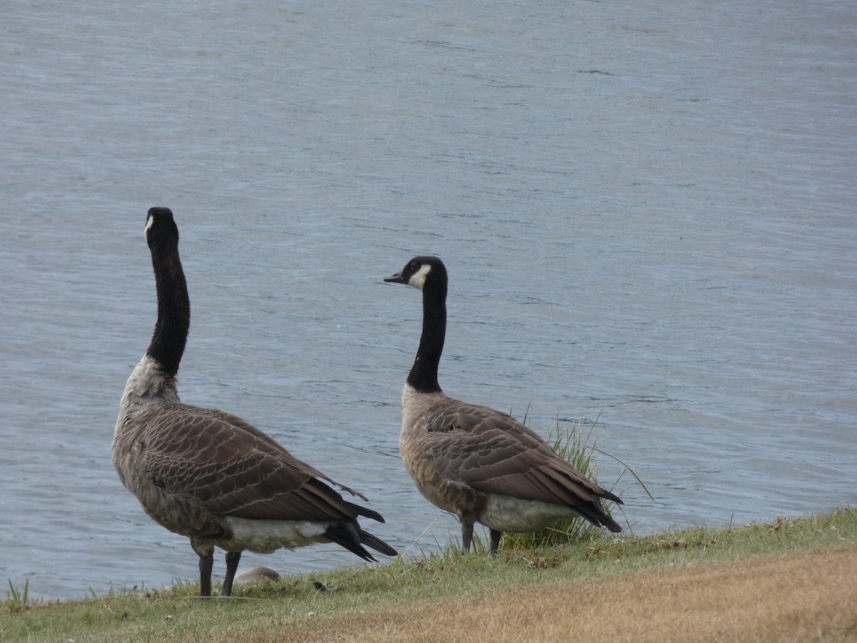 Canada Goose - ML614356567