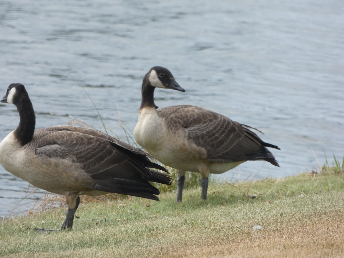 Canada Goose - ML614356568