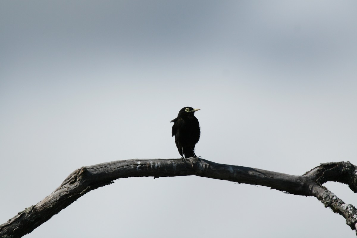 Spectacled Tyrant - ML614356578