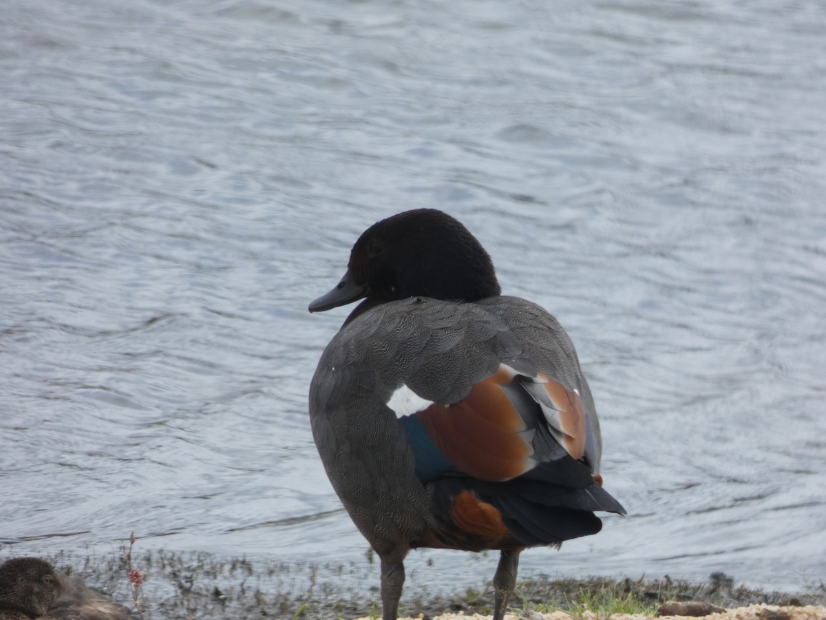 Paradise Shelduck - Christian Cosgrove