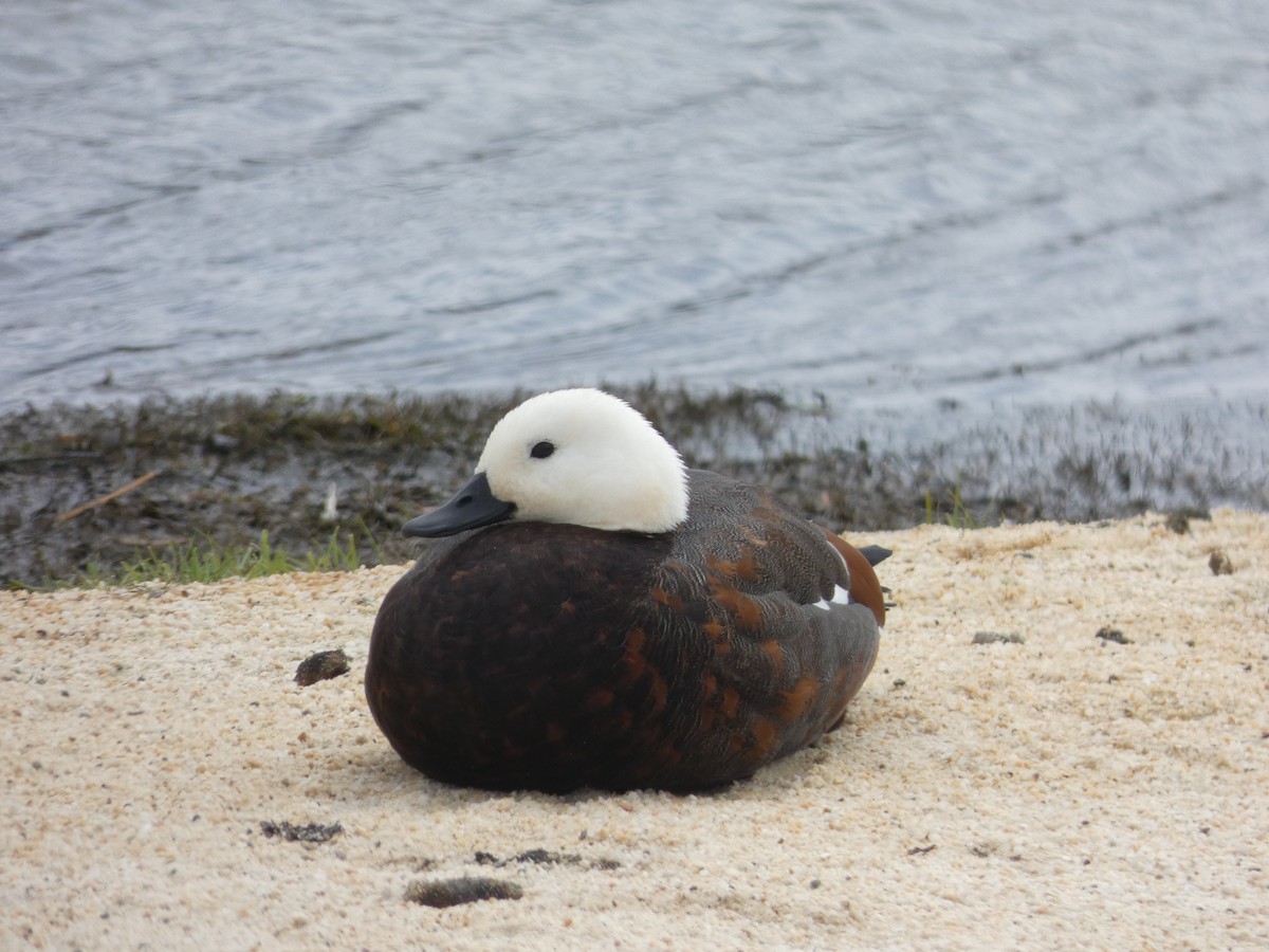 Paradise Shelduck - ML614356585