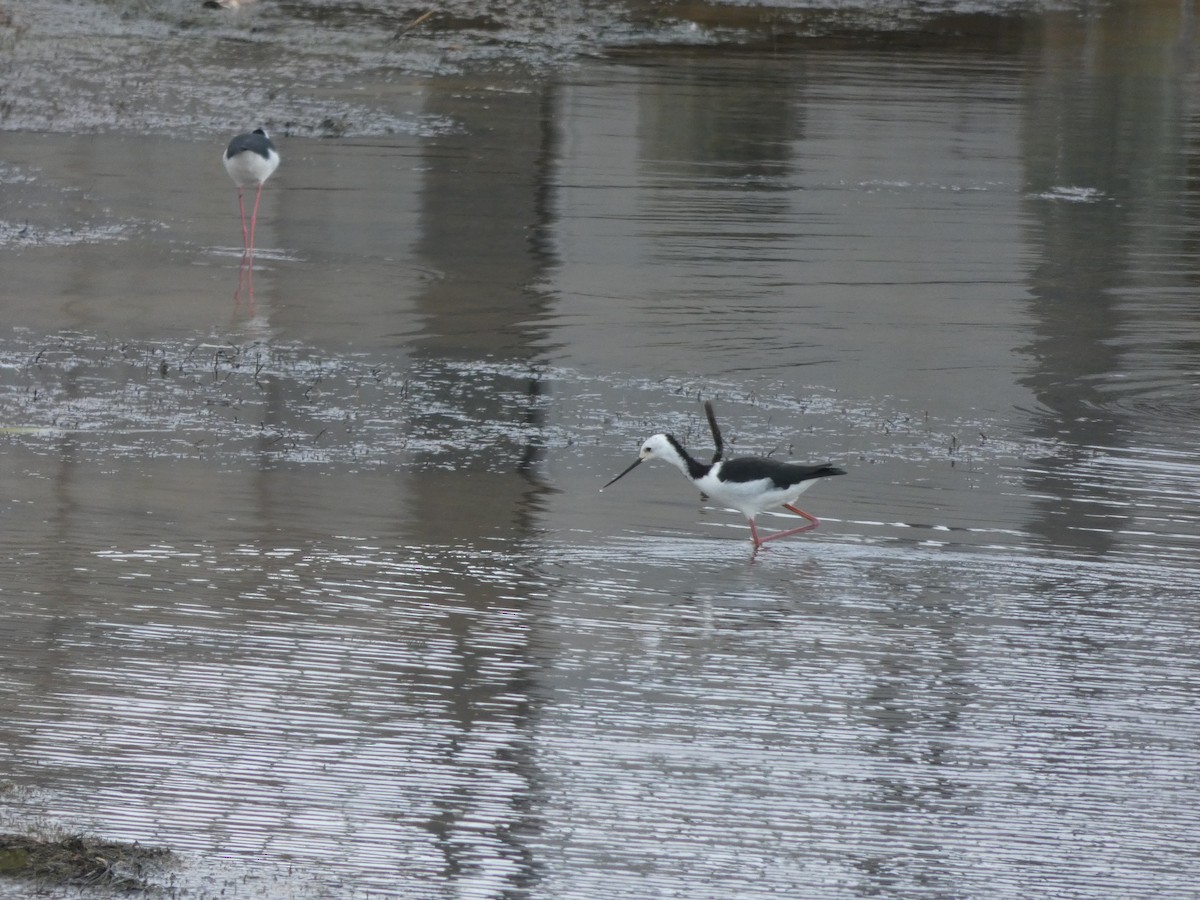 Pied Stilt - ML614356606