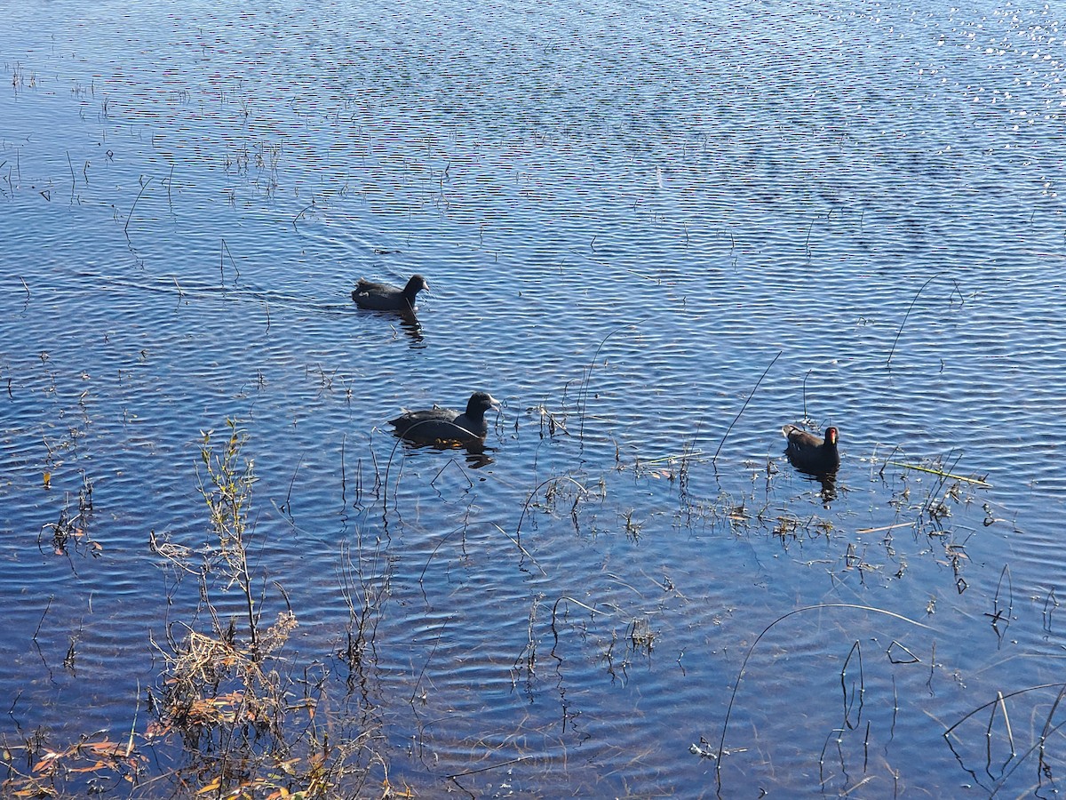 American Coot - Kathy Woolsey