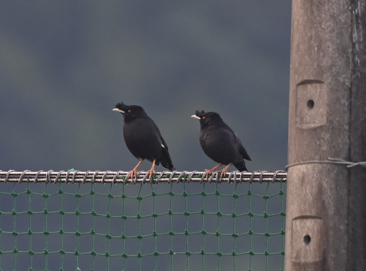 Crested Myna - Joseph Tobias