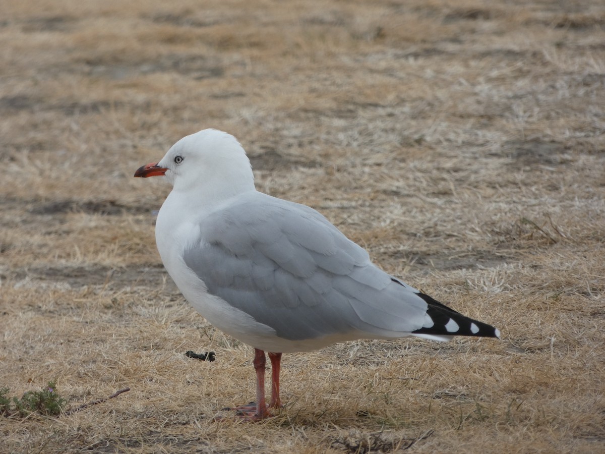 Silver Gull - ML614356623