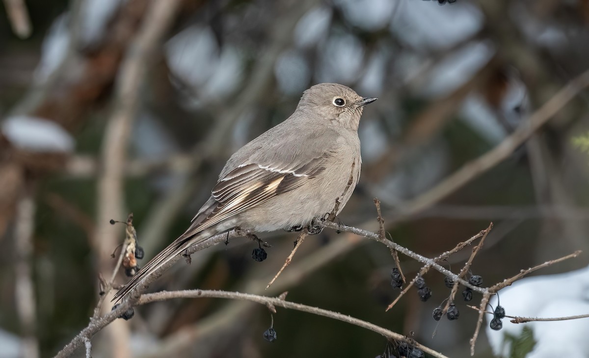 Townsend's Solitaire - ML614356629